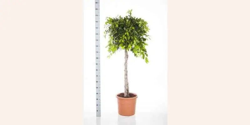 Фикус Нитида