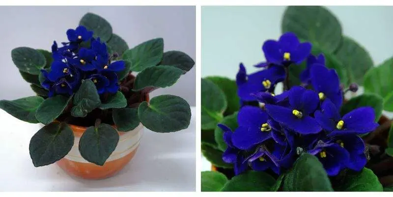 Фиалка Сити Лайн Тренди Д12