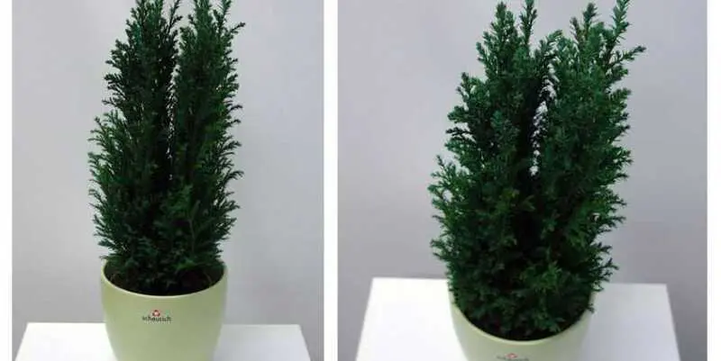 Хамаекипарис Эльвуди Д10 Н40