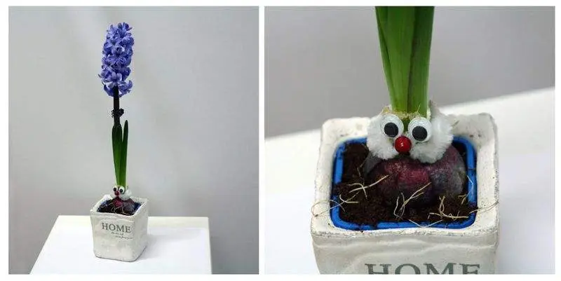 Новогодняя Композиция Гиацинт