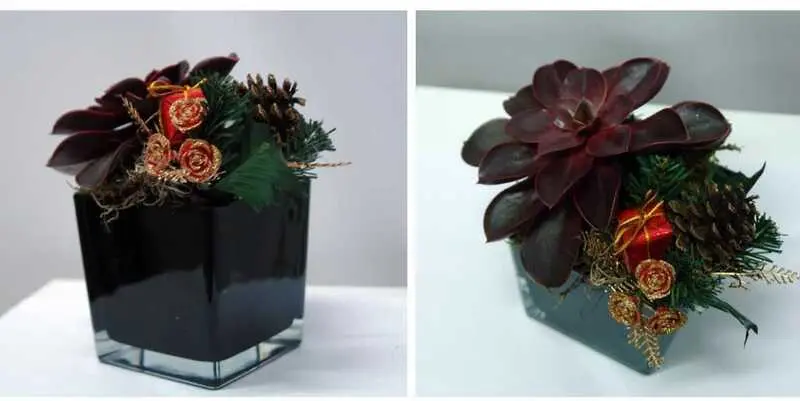 Новогодняя Композиция Эхеверия