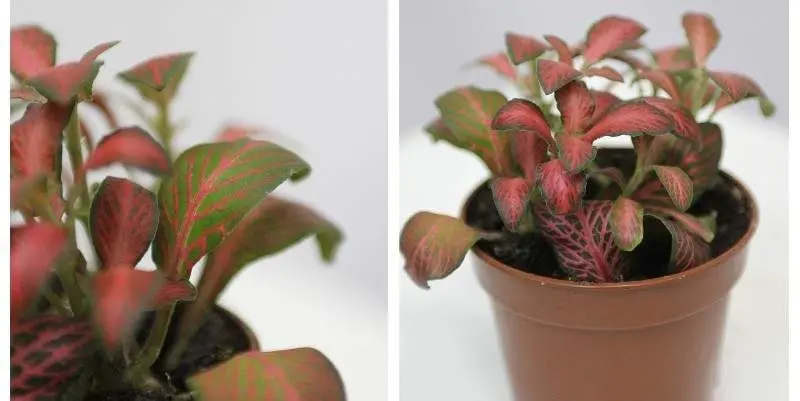 Фиттония красная Д9