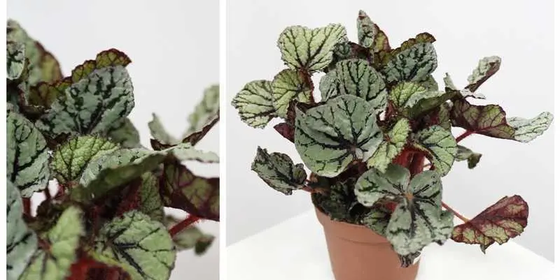 Бегония Маджик Колорс микс Д12