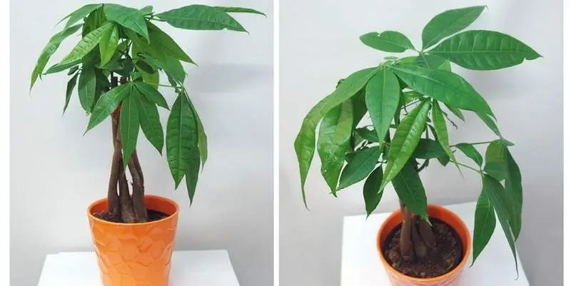 Пахира Акватика Д12 Н45