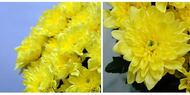 Балтика Жёлтая