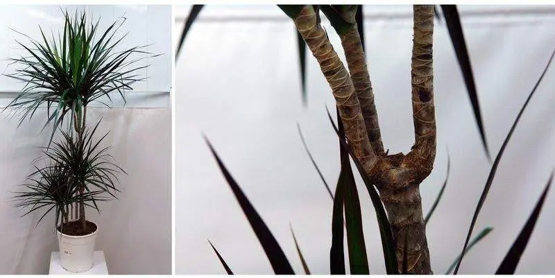 Драцена Маргината Маджета 3 ст. Д21 Н120