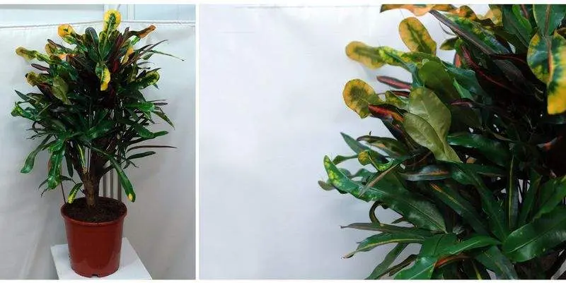 Кодиеум Мамми Д24 Н90