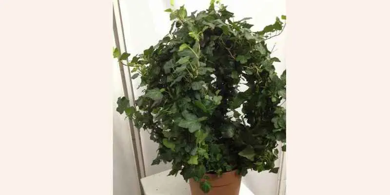 Декоративно лиственные растения - Хедера Хеликс Вандер (шар) Д19 Н50